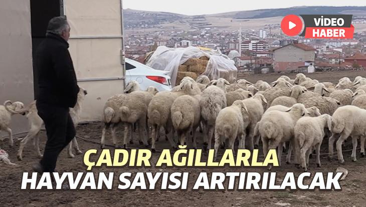 Çadır Ağıllarla Hayvan Sayısı Artırılacak