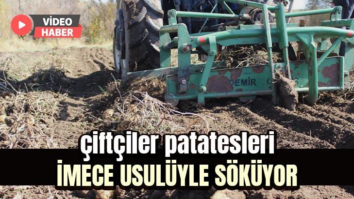 Çiftçiler Patatesleri Imece Usulüyle Söküyor