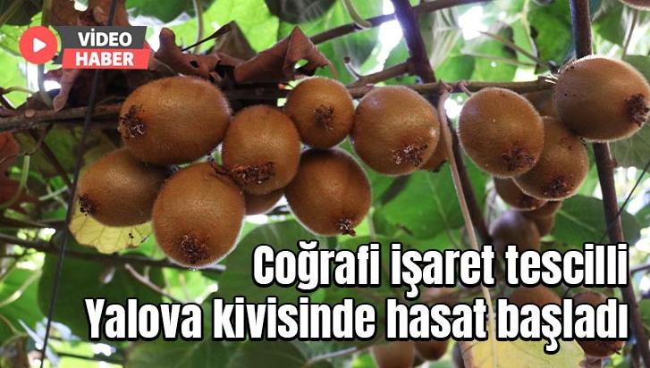 Coğrafi Işaret Tescilli Yalova Kivisinde Hasat Başladı