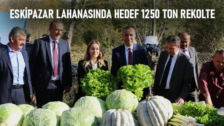 Eskipazar Lahanasında Hedef 1250 Ton Rekolte