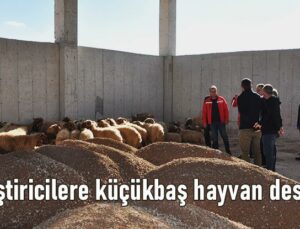 Kızıltepe’De Yetiştiricilere Küçükbaş Hayvan Desteği