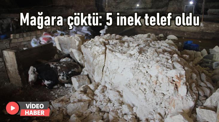 Mağara Çöktü: 5 Inek Telef Oldu