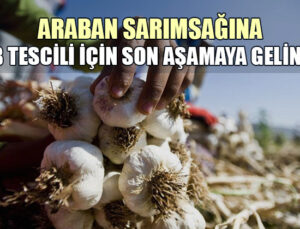 Araban Sarımsağına Ab Tescili Için Son Aşamaya Gelindi