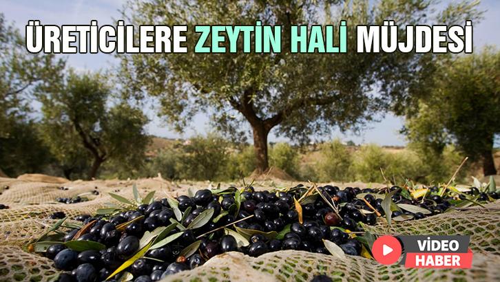 Üreticilere Zeytin Hali Müjdesi