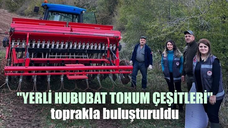 Yerli Hububat Tohum Çeşitleri Toprakla Buluşturuldu