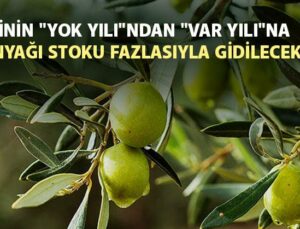 Zeytinin Yok Yılından Var Yılına Zeytinyağı Stoku Fazlasıyla Gidilecek