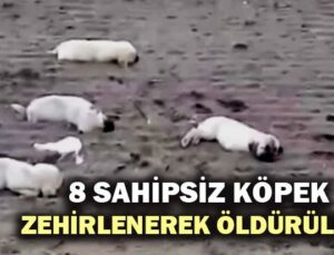 8 Sahipsiz Köpek Zehirlenerek Öldürüldü!