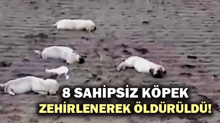 8 Sahipsiz Köpek Zehirlenerek Öldürüldü!