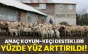 Anaç koyun-keçi destek ödemeleri yüzde yüz arttırıldı