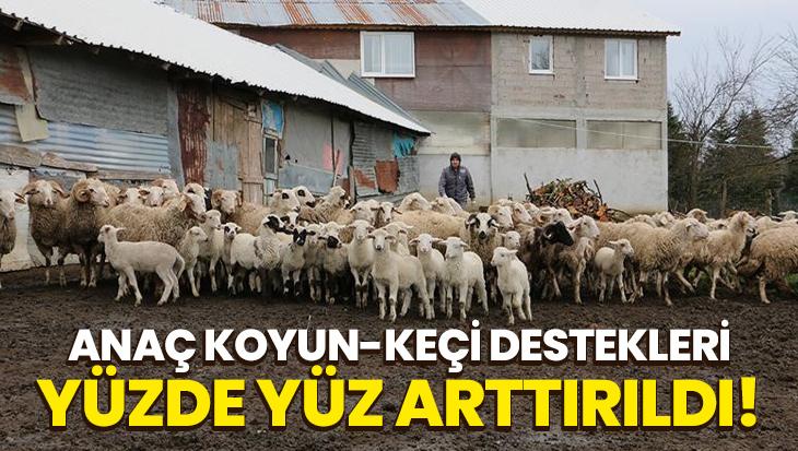 Anaç Koyun-Keçi Destek Ödemeleri Yüzde Yüz Arttırıldı