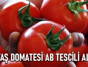 Ayaş Domatesi Ab Tescili Aldı