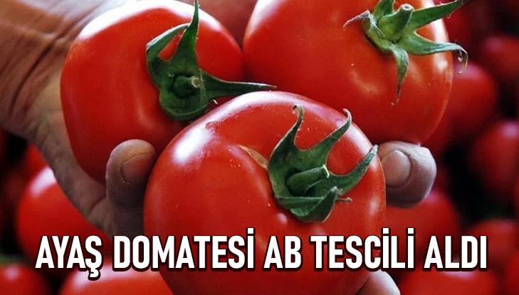 Ayaş Domatesi Ab Tescili Aldı