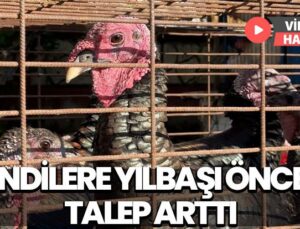 Bolu, Kandıra Ve Eflani’De Yetiştirilen Hindilere Yılbaşı Öncesi Talep Arttı