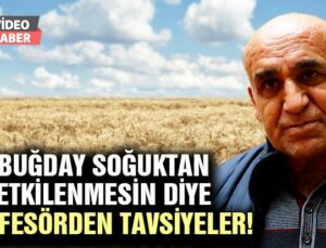 Buğdayın Soğuktan Etkilenmemesi Için Profesörden Tavsiyesi!