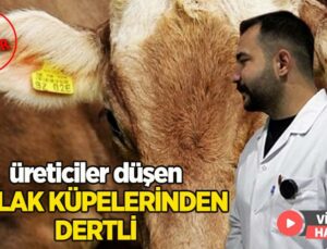 Düşen Kulak Küpelerinden Üreticiler Dertli