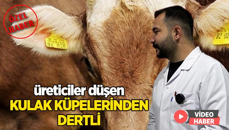 Düşen Kulak Küpelerinden Üreticiler Dertli