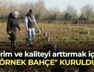 Fındıkta Verim Ve Kaliteyi Arttırmak Için “Örnek Bahçe” Kuruldu