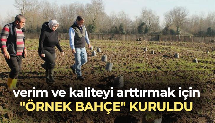 Fındıkta Verim Ve Kaliteyi Arttırmak Için “Örnek Bahçe” Kuruldu