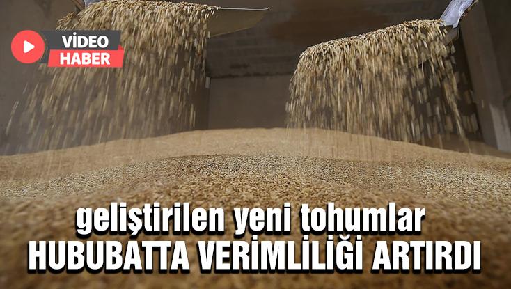 Geliştirilen Yeni Tohumlar Hububatta Verimliliği Artırdı