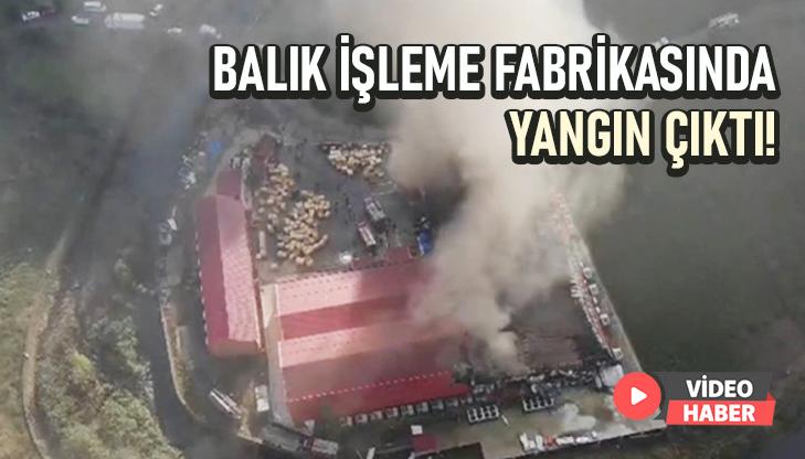 Giresun’Da Balık Işleme Fabrikasında Yangın Çıktı