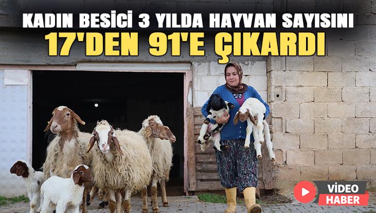 Kadın Besici 3 Yılda Hayvan Sayısını 17’Den 91’E Çıkardı