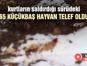 Kurtların Saldırdığı Sürüdeki 65 Küçükbaş Hayvan Telef Oldu