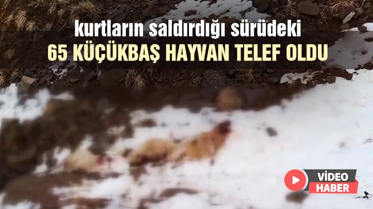 Kurtların Saldırdığı Sürüdeki 65 Küçükbaş Hayvan Telef Oldu