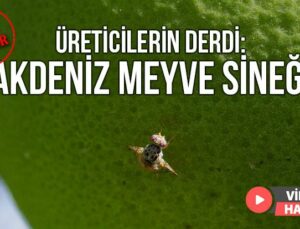 Üreticilerin Derdi: Akdeniz Meyve Sineği