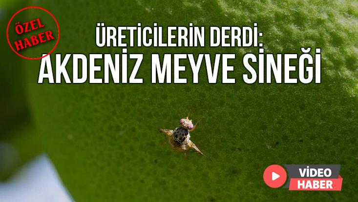 Üreticilerin Derdi: Akdeniz Meyve Sineği