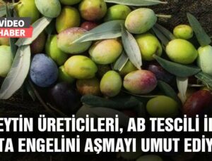 Zeytin Üreticileri, Ab Tescili Ile Kota Engelini Aşmayı Umut Ediyor