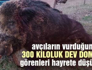 300 Kiloluk Dev Domuz Görenleri Hayrete Düşürdü