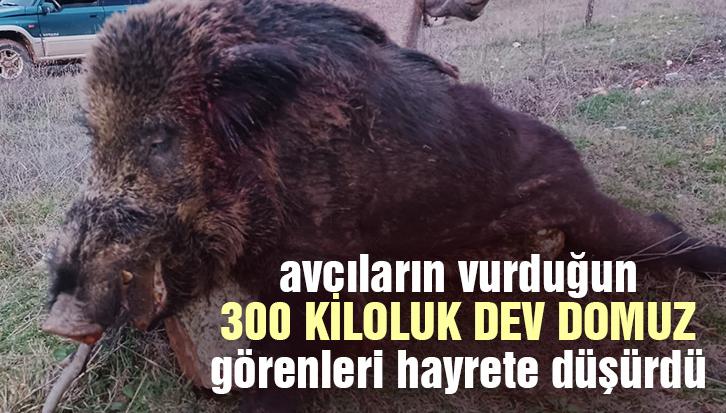 300 Kiloluk Dev Domuz Görenleri Hayrete Düşürdü