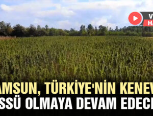 Samsun, Türkiye’Nin Kenevir Üssü Olmaya Devam Edecek
