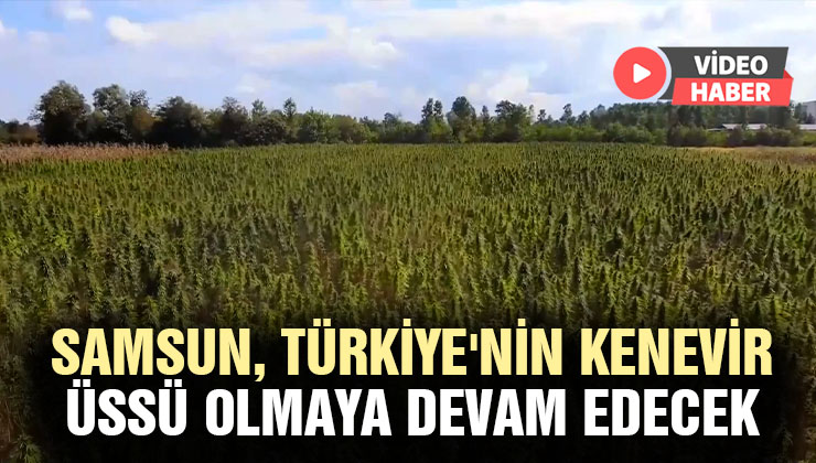 Samsun, Türkiye’Nin Kenevir Üssü Olmaya Devam Edecek