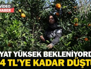 Adana’Da Portakal Hasadı: Fiyat Yüksek Bekleniyordu 3-4 Tl’ye Kadar Düştü!