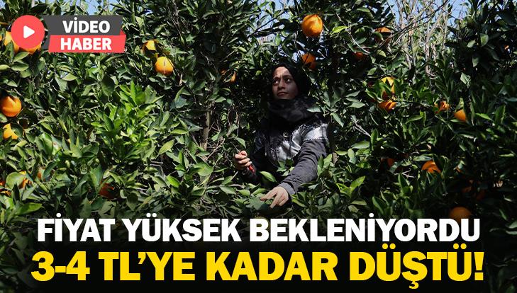 Adana’Da Portakal Hasadı: Fiyat Yüksek Bekleniyordu 3-4 Tl’ye Kadar Düştü!