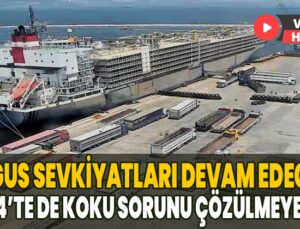 Angus Sevkiyatlarına Devam: 2024’Te De Koku Sorunu Çözülmeyecek