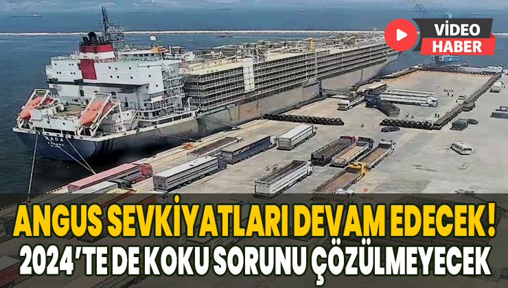 Angus Sevkiyatlarına Devam: 2024’Te De Koku Sorunu Çözülmeyecek