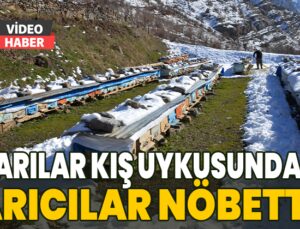 Arılar Kış Uykusunda Arıcılar Nöbette