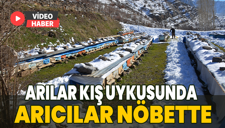 Arılar Kış Uykusunda Arıcılar Nöbette