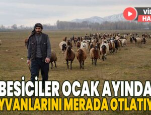 Besiciler Ocak Ayında Hayvanlarını Merada Otlatıyor