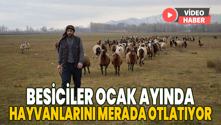 Besiciler Ocak Ayında Hayvanlarını Merada Otlatıyor