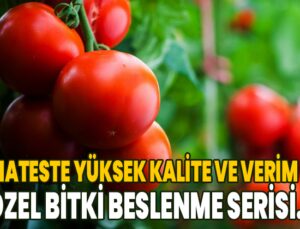 Domateste Yüksek Kalite Ve Verim Için Özel Bitki Beslenme Serisi