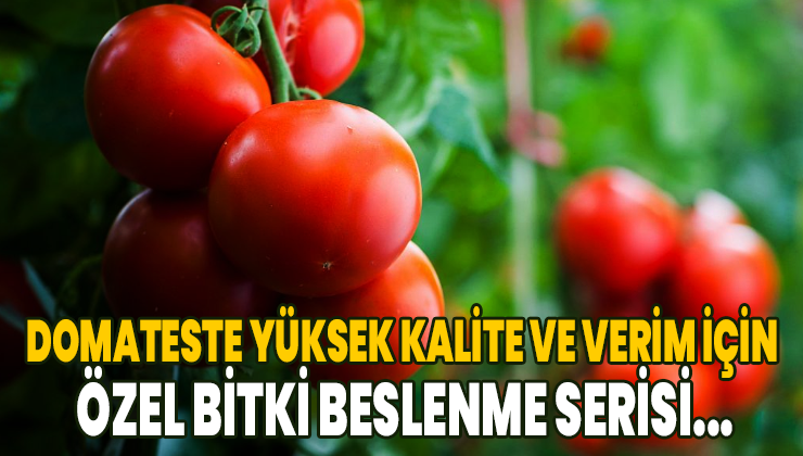 Domateste Yüksek Kalite Ve Verim Için Özel Bitki Beslenme Serisi