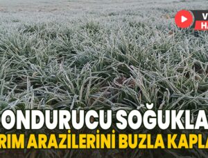 Dondurucu Soğuklar Tarım Arazilerini Buzla Kapladı