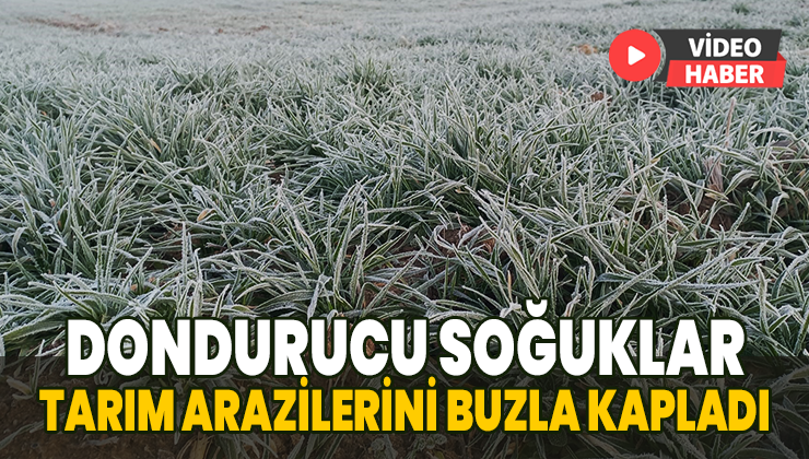 Dondurucu Soğuklar Tarım Arazilerini Buzla Kapladı