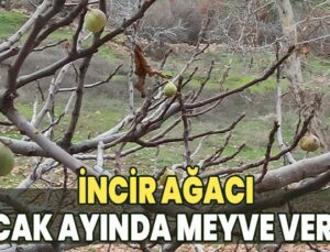 İncir Ağacı Ocak Ayında Meyve Verdi