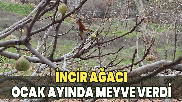 İncir Ağacı Ocak Ayında Meyve Verdi