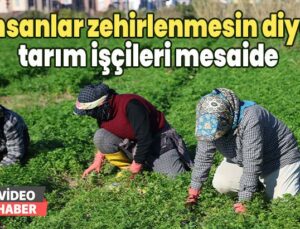 İnsanlar Zehirlenmesin Diye Tarım Işçileri Mesaide