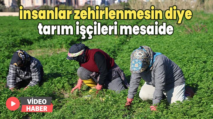 İnsanlar Zehirlenmesin Diye Tarım Işçileri Mesaide